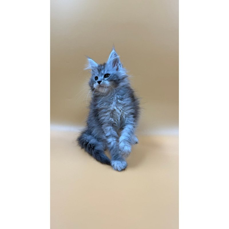 Maine Coon Evan