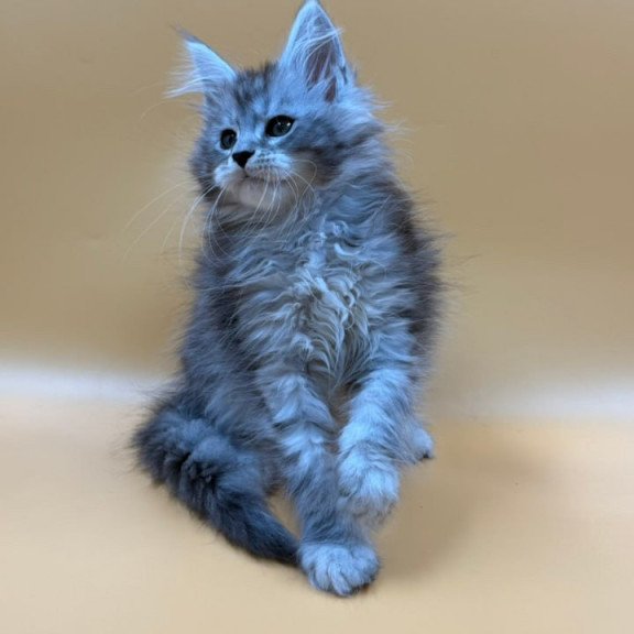 Maine Coon Evan