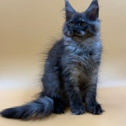 Maine Coon Evancy