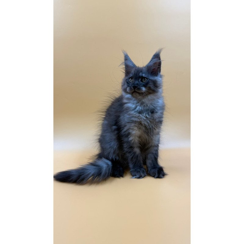 Maine Coon Evancy