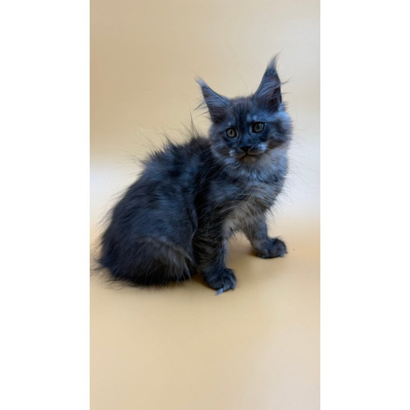 Maine Coon Evancy