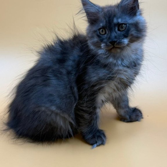 Maine Coon Evancy