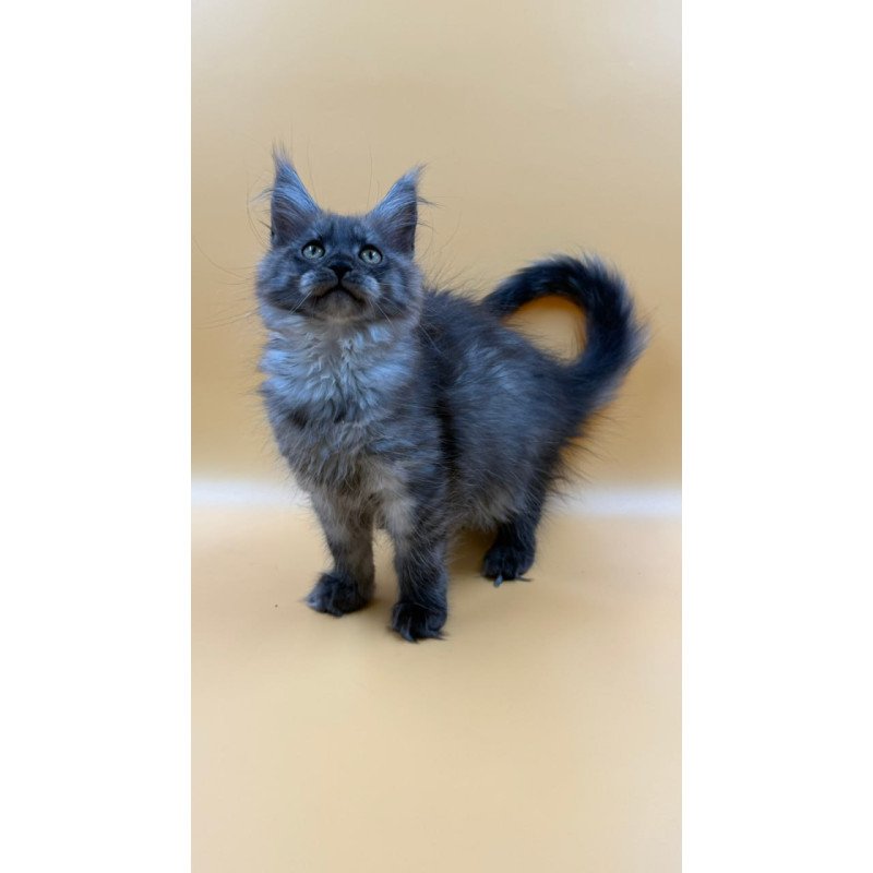 Maine Coon Evancy