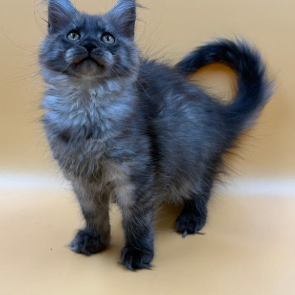 Maine Coon Evancy