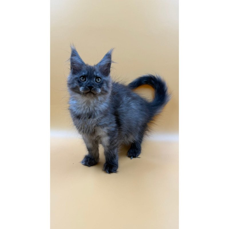 Maine Coon Evancy