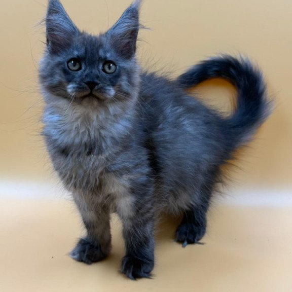 Maine Coon Evancy