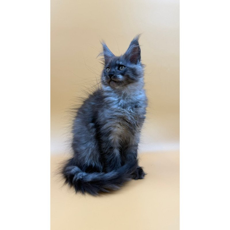 Maine Coon Evancy