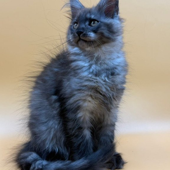 Maine Coon Evancy