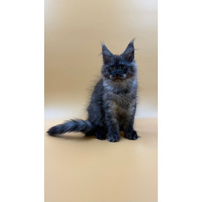 Maine Coon Evancy