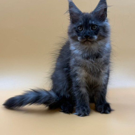 Maine Coon Evancy