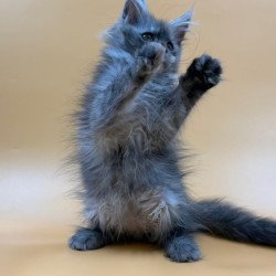 Maine Coon Erika