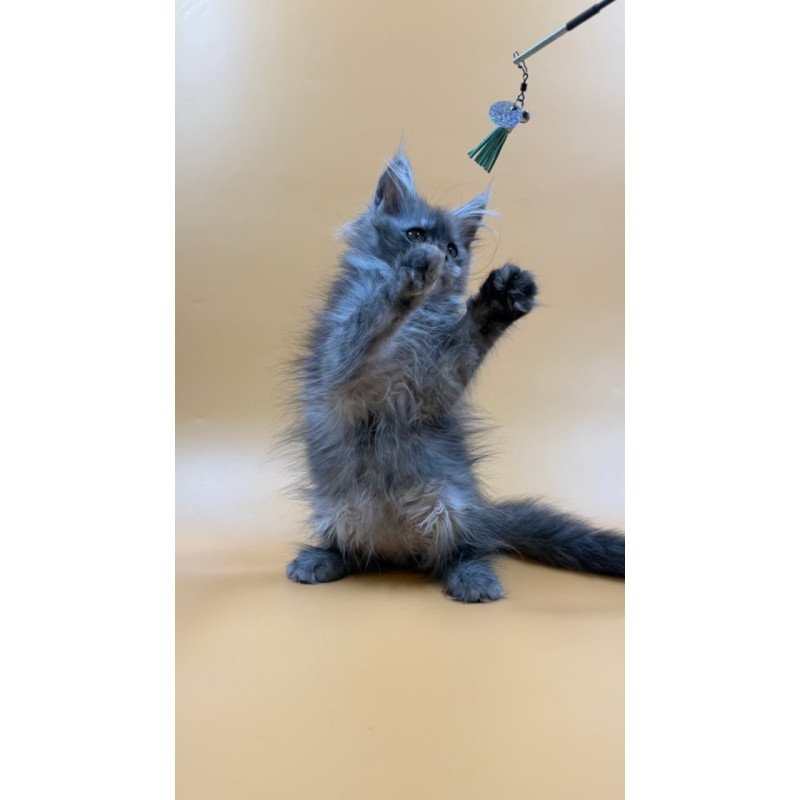 Maine Coon Erika