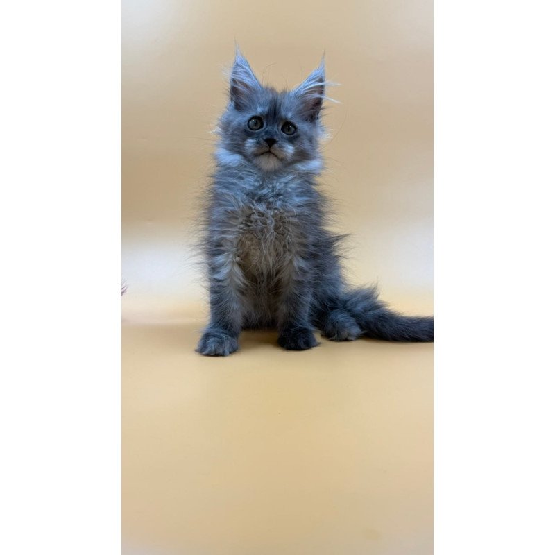 Maine Coon Erika
