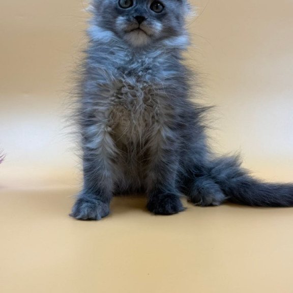 Maine Coon Erika