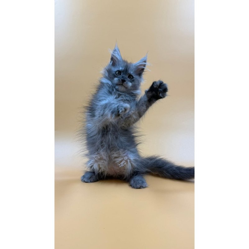 Maine Coon Erika