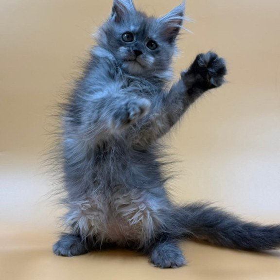 Maine Coon Erika