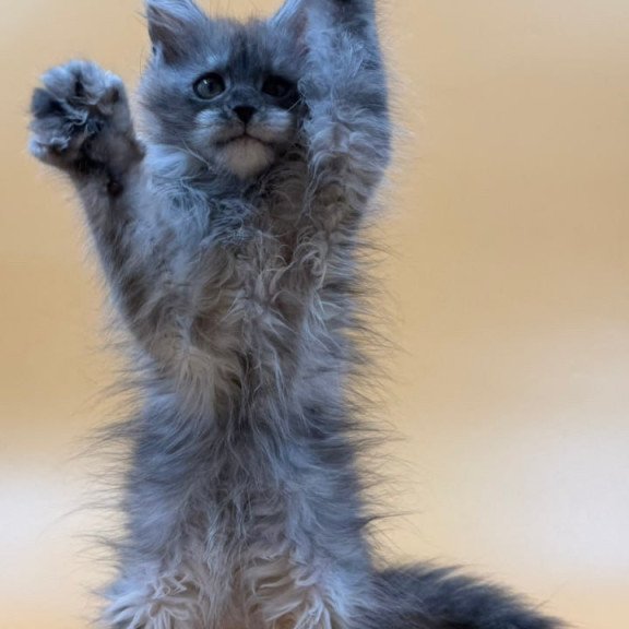 Maine Coon Erika