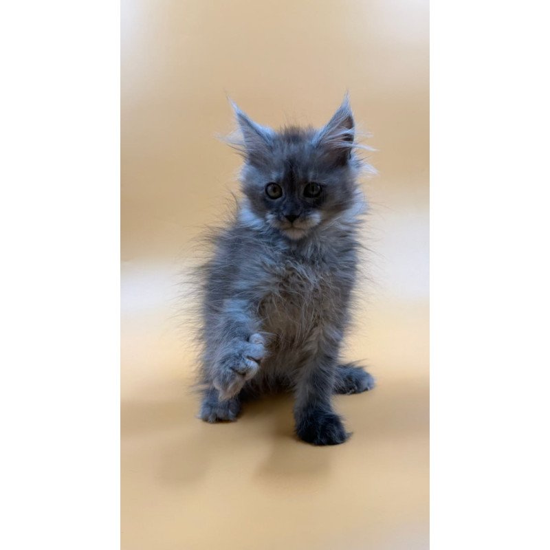Maine Coon Erika