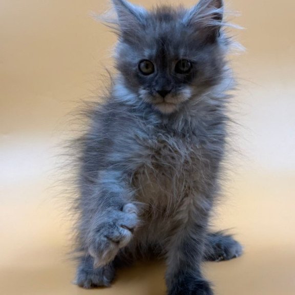 Maine Coon Erika