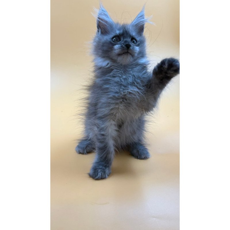 Maine Coon Erika