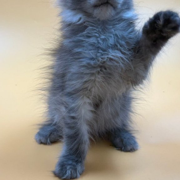 Maine Coon Erika