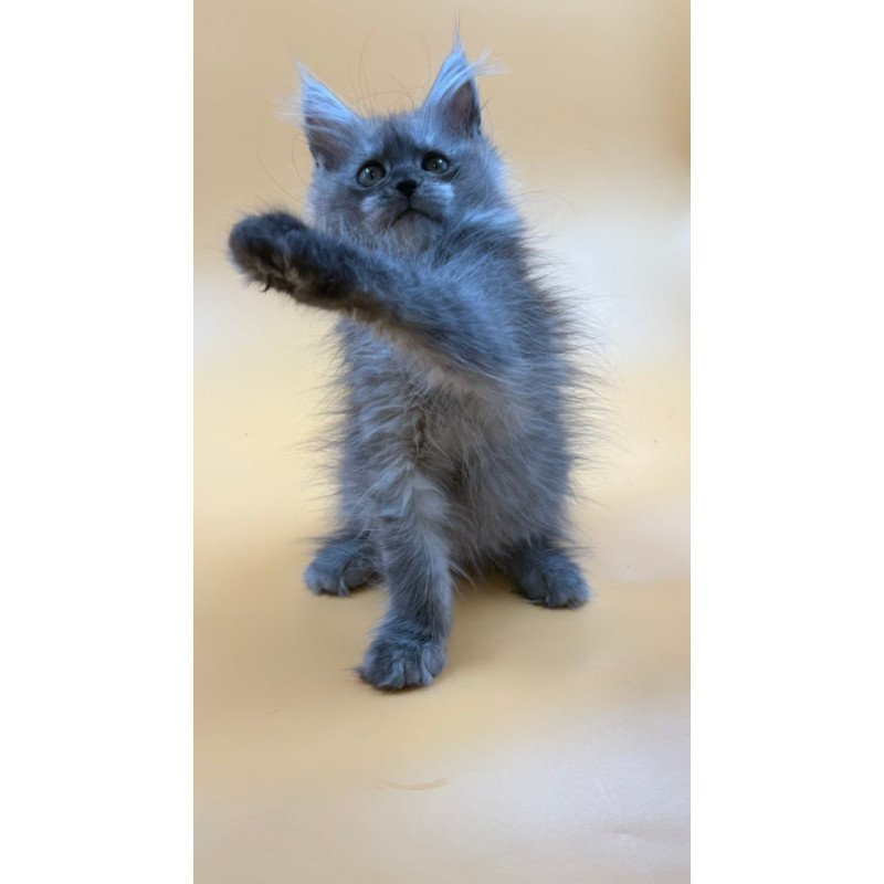 Maine Coon Erika