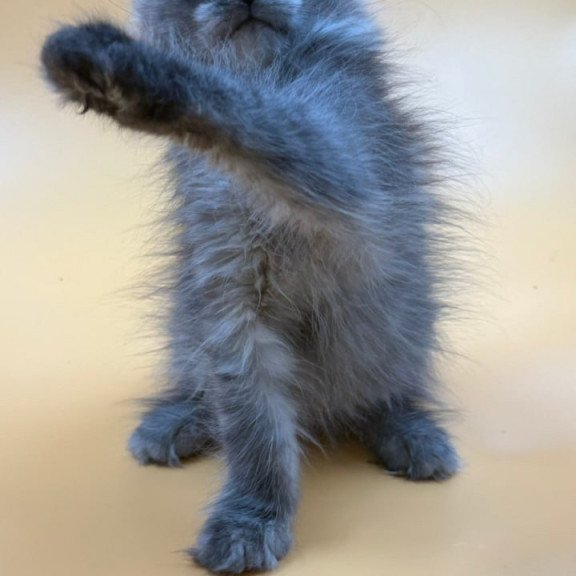Maine Coon Erika