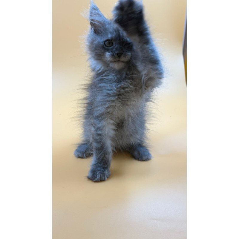 Maine Coon Erika