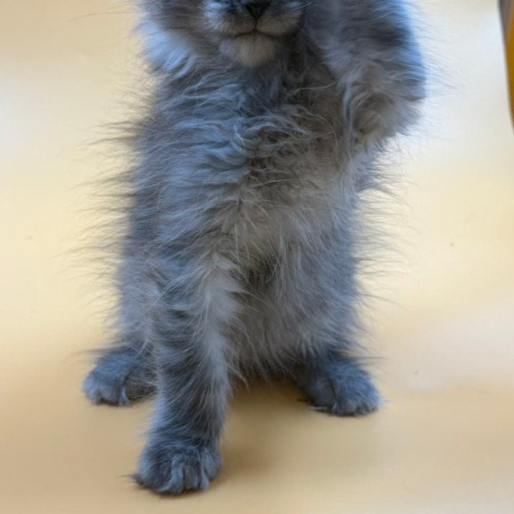 Maine Coon Erika
