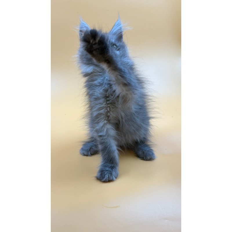 Maine Coon Erika