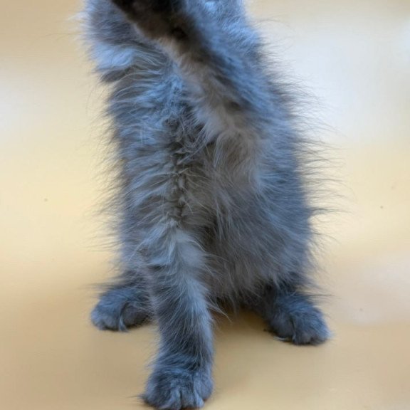 Maine Coon Erika