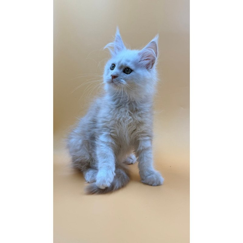 Maine Coon Everest
