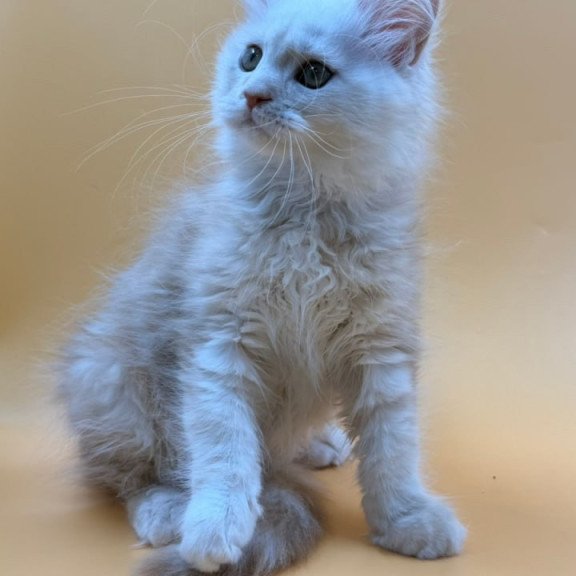 Maine Coon Everest