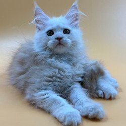 Maine Coon Everest