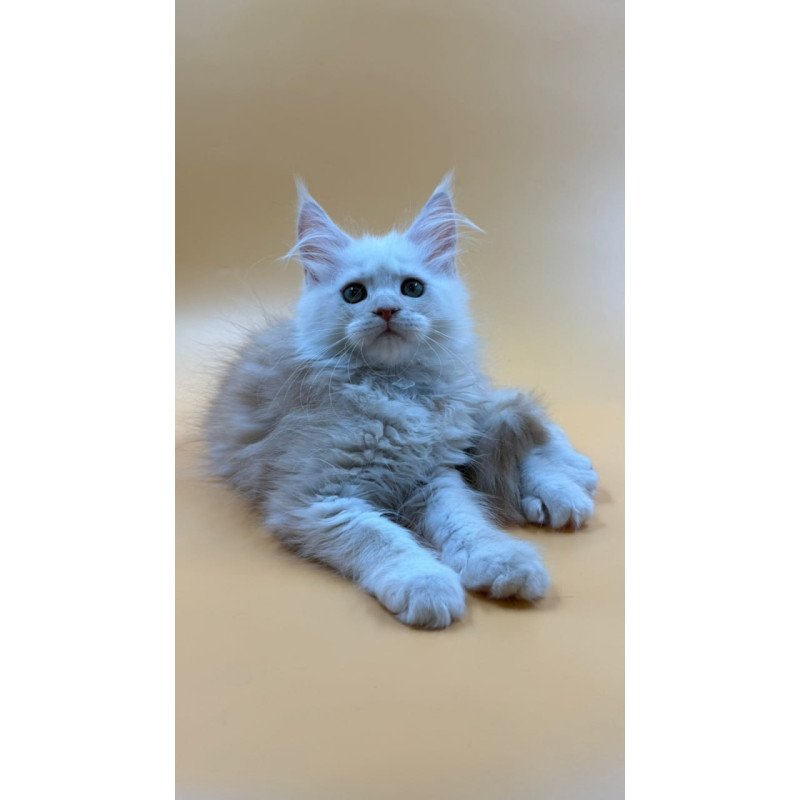 Maine Coon Everest