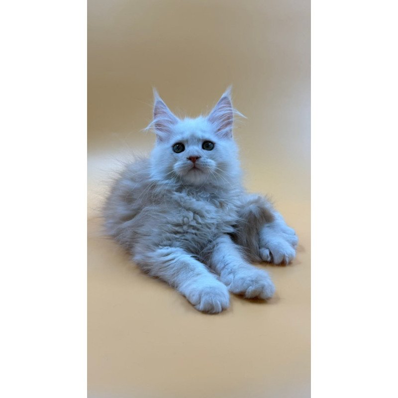 Maine Coon Everest