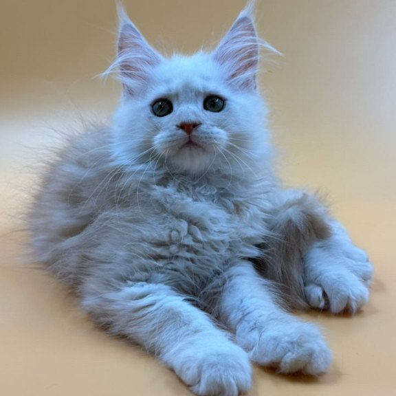 Maine Coon Everest