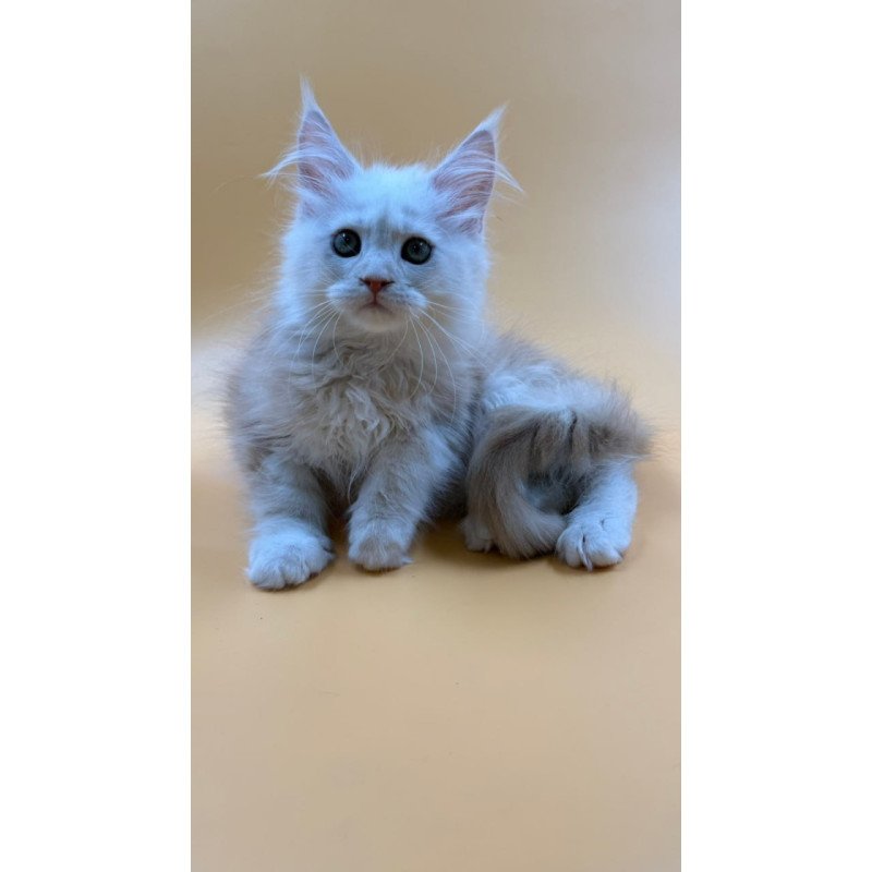 Maine Coon Everest