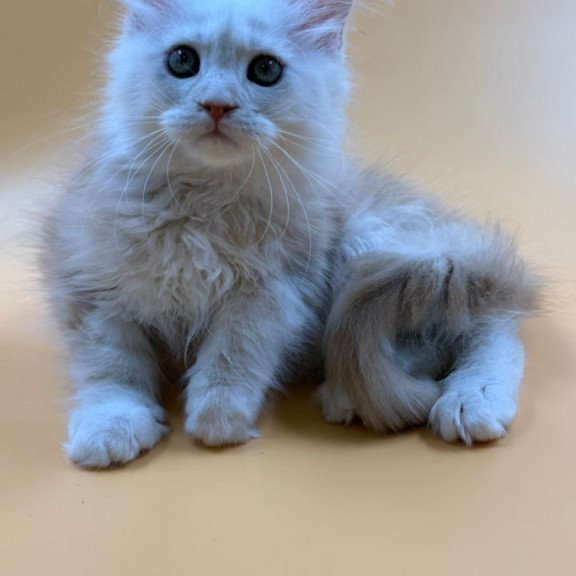 Maine Coon Everest