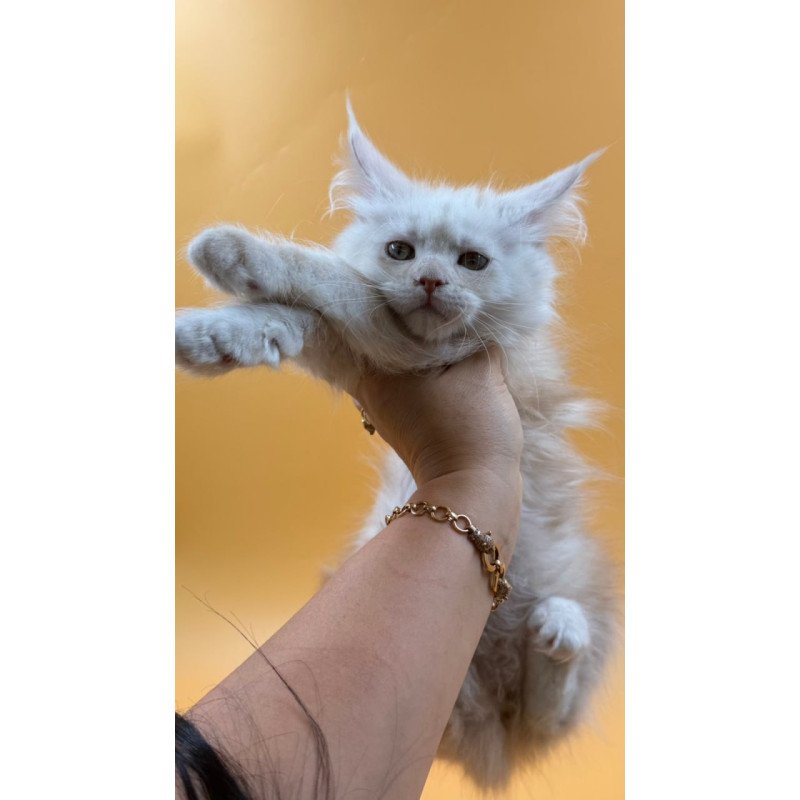 Maine Coon Everest