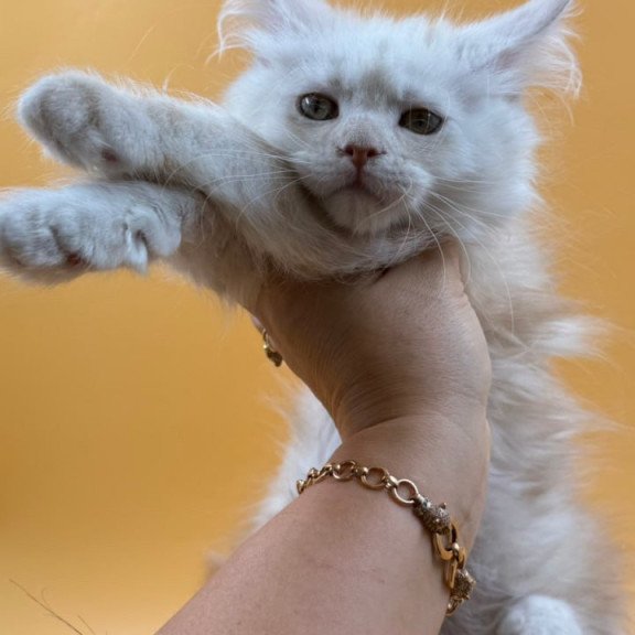 Maine Coon Everest