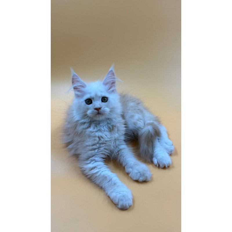 Maine Coon Everest