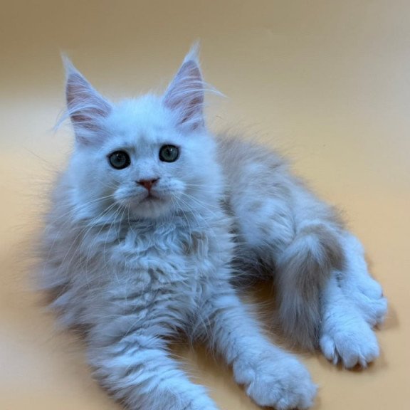 Maine Coon Everest