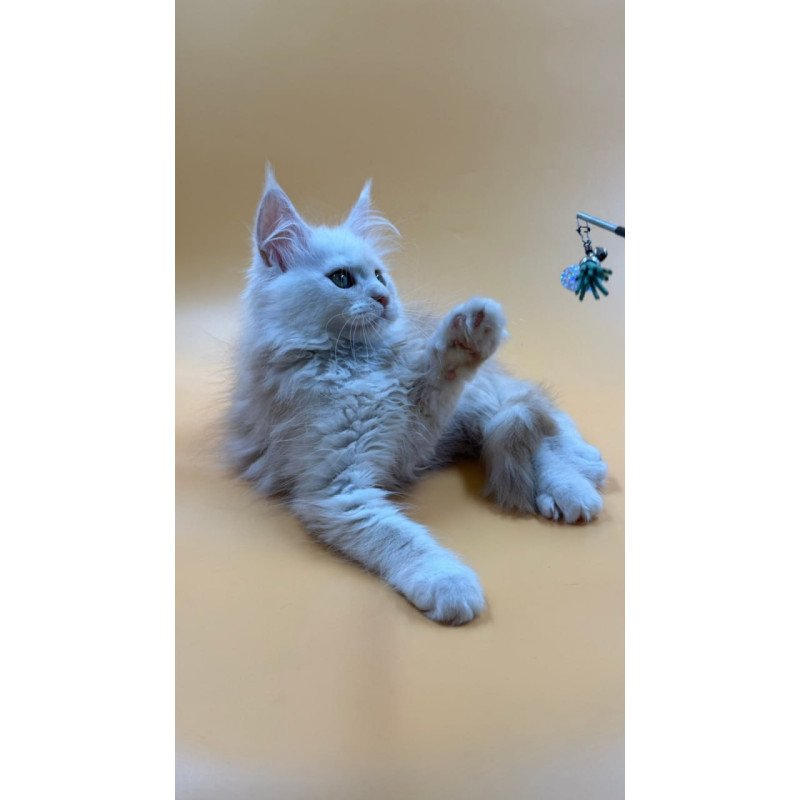 Maine Coon Everest