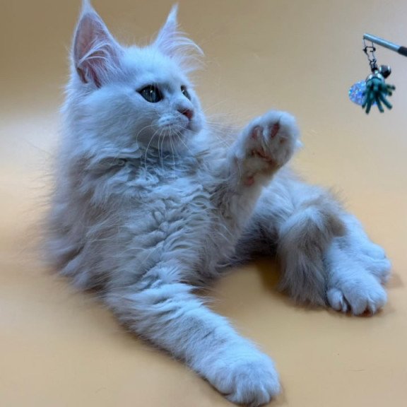 Maine Coon Everest