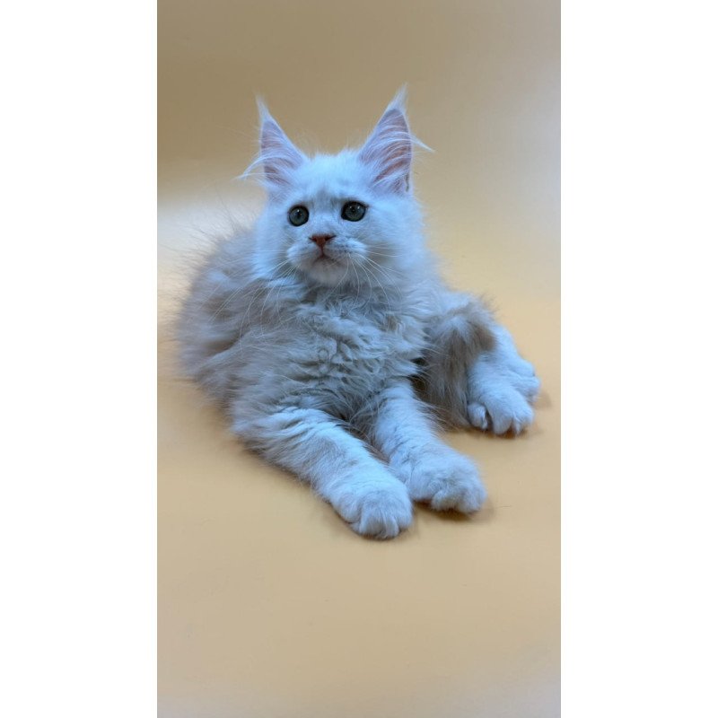 Maine Coon Everest