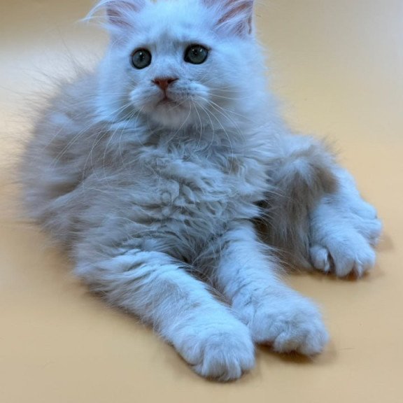 Maine Coon Everest