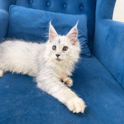 Maine Coon Casper