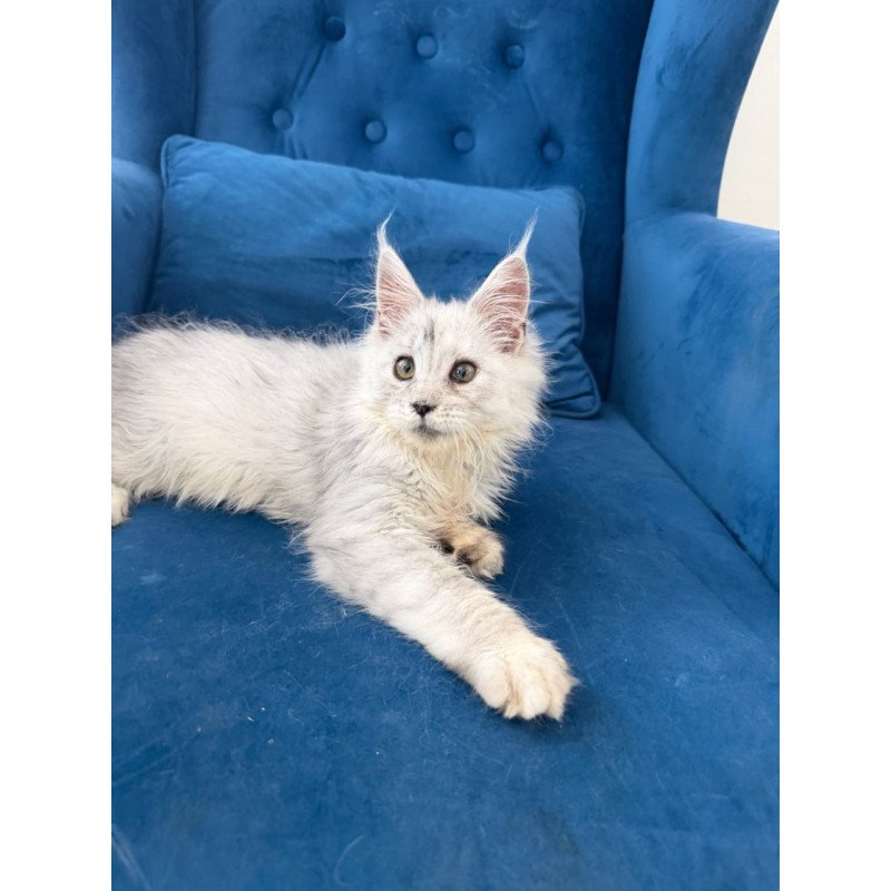 Maine Coon Casper