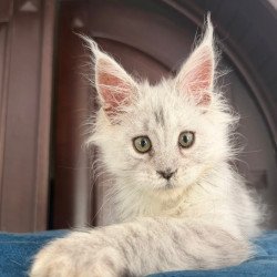 Maine Coon Casper